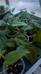 Anthurium Seedling 'Cherry potpie' - Grower's choice