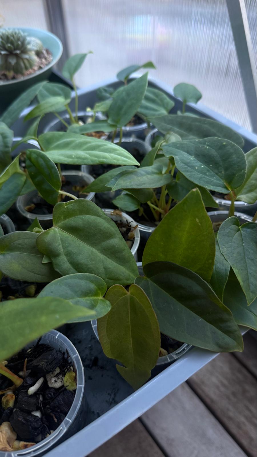 Anthurium Seedling 'Cherry potpie' - Grower's choice