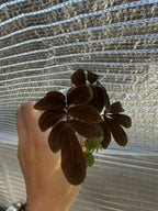 Solanum uleanum
