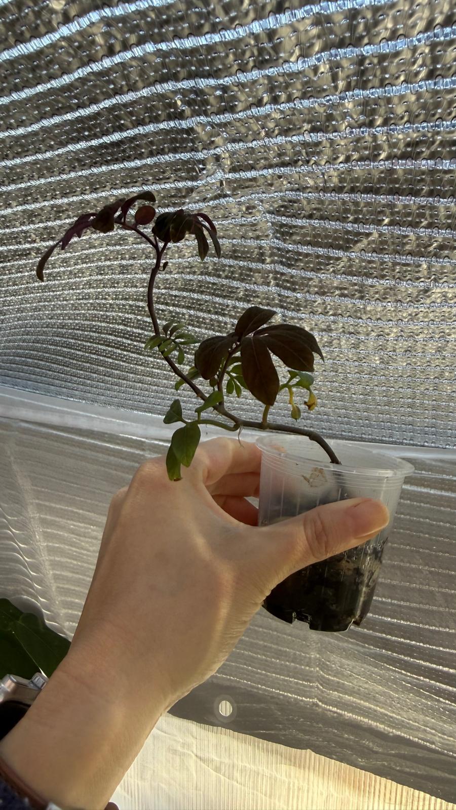 Solanum uleanum
