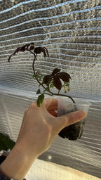 Solanum uleanum