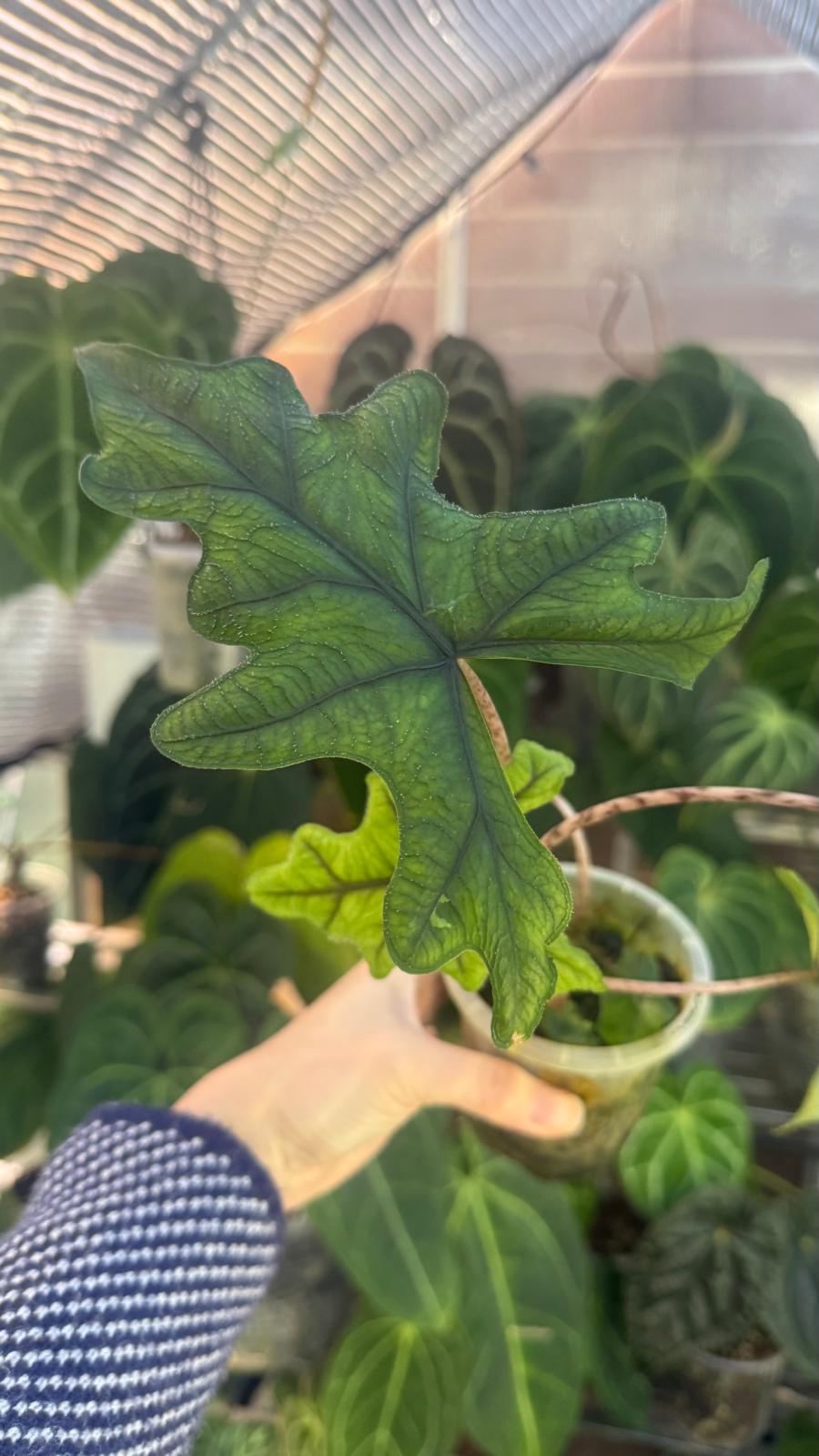 Alocasia sulawesiana