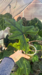 Alocasia sulawesiana