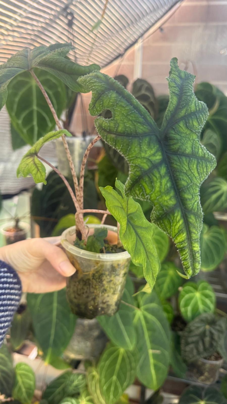 Alocasia sulawesiana