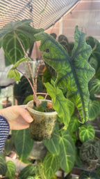 Alocasia sulawesiana