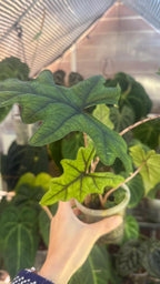 Alocasia sulawesiana