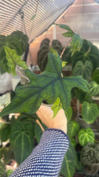 Alocasia sulawesiana