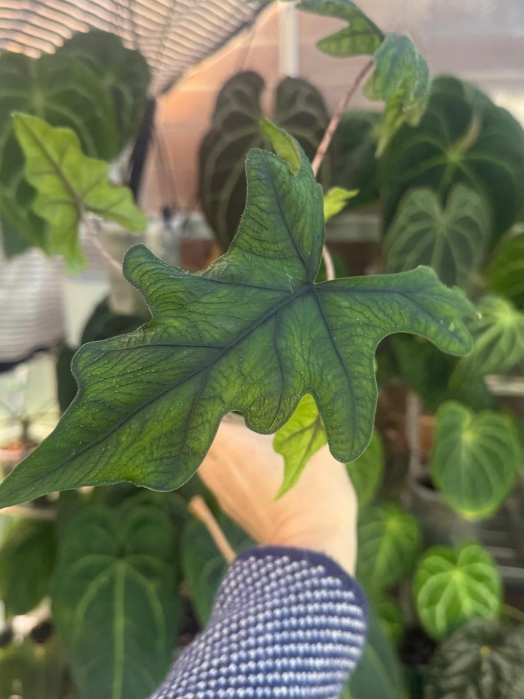 Alocasia sulawesiana