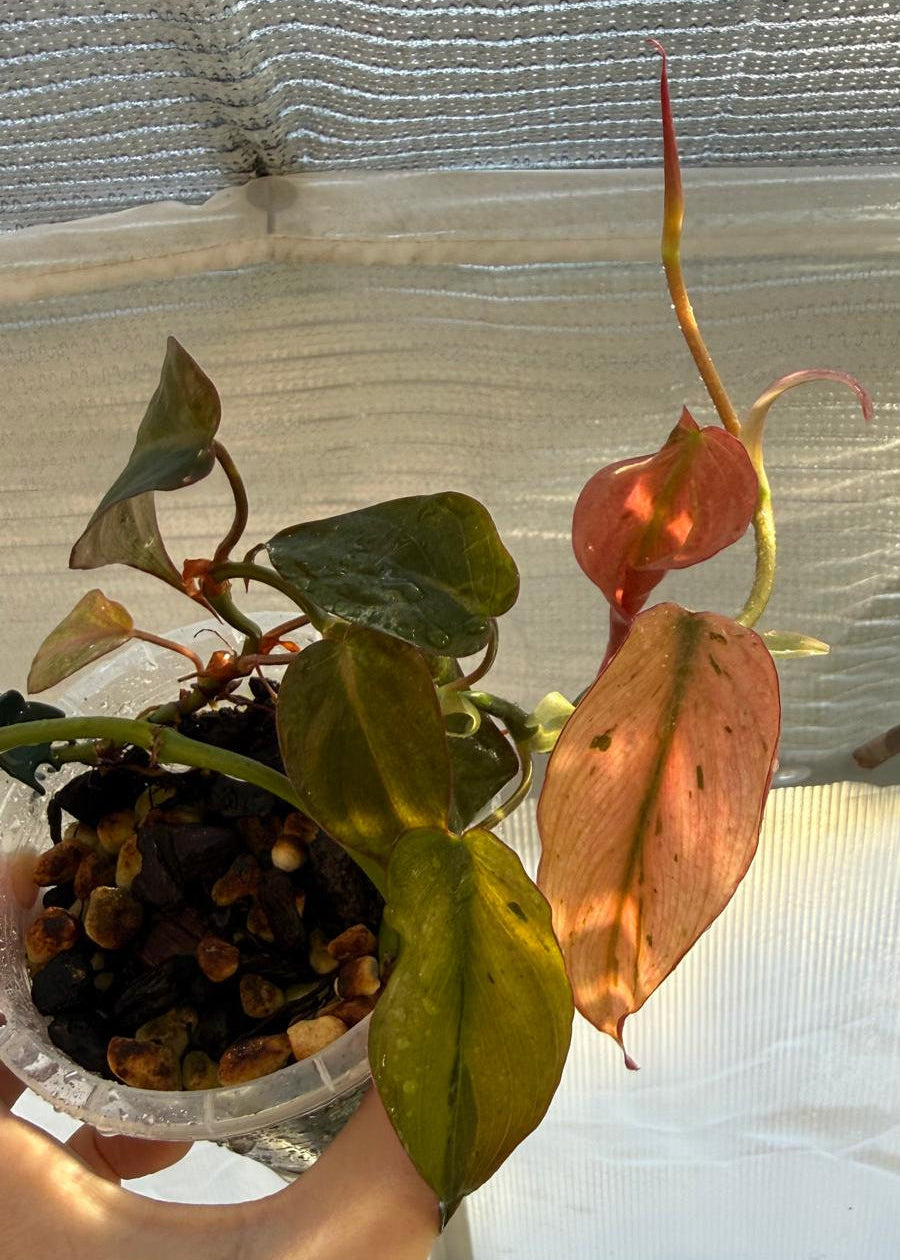 Philodendron Micans narrow form variegated