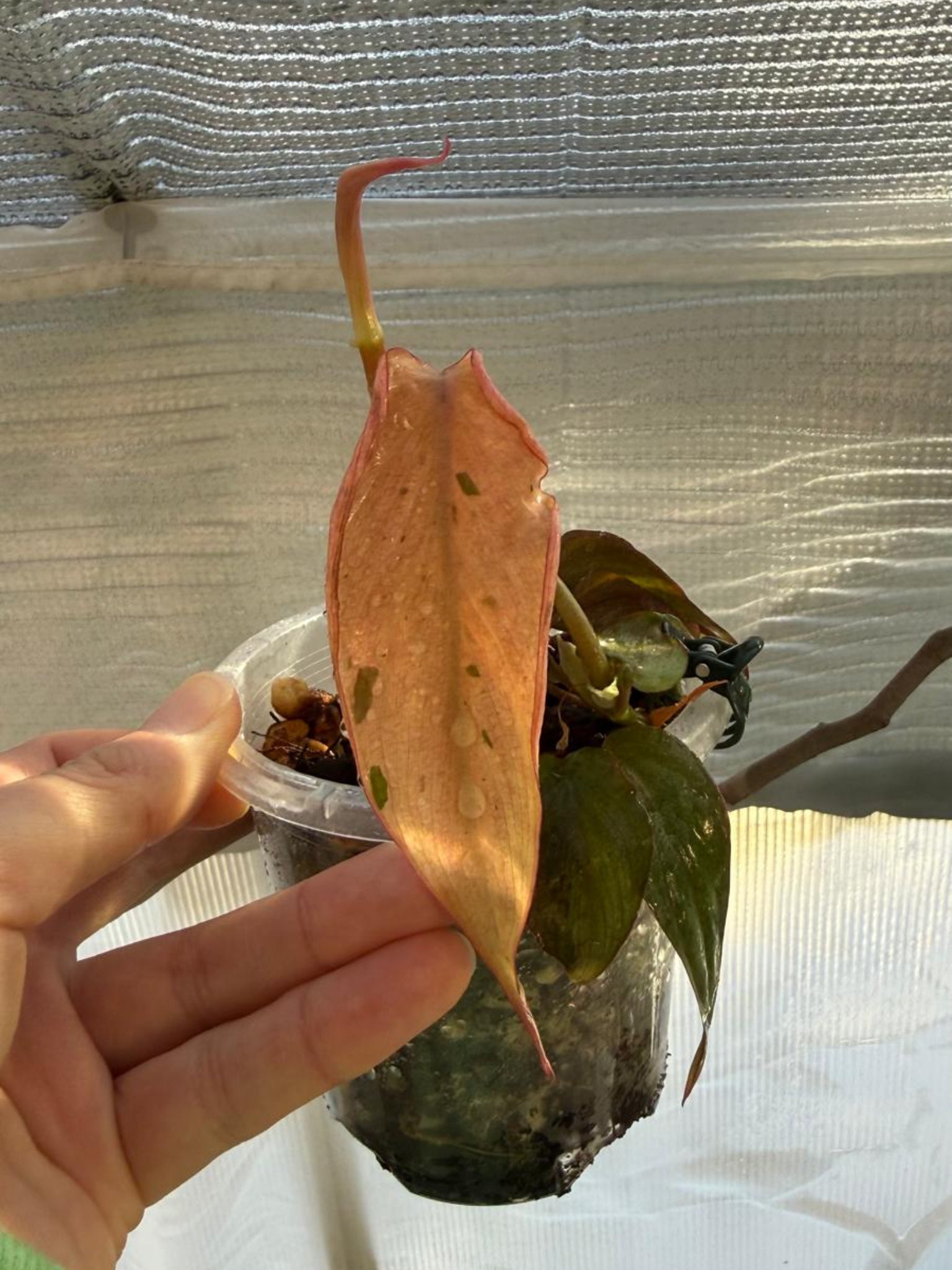 Philodendron Micans narrow form variegated