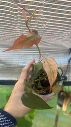 Philodendron Micans narrow form variegated