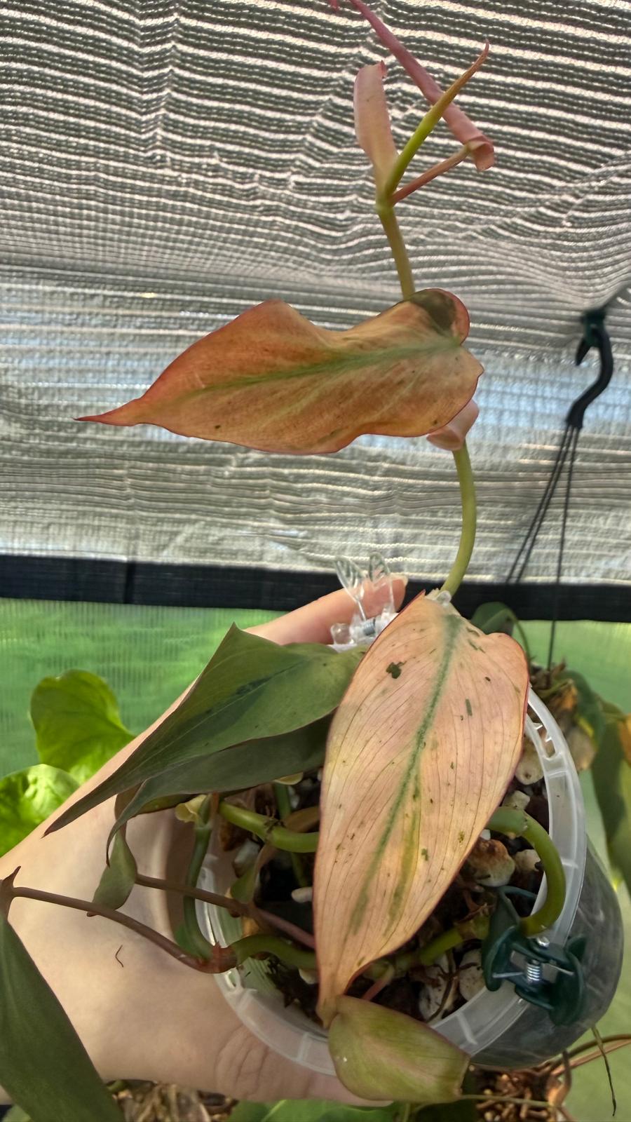 Philodendron Micans narrow form variegated