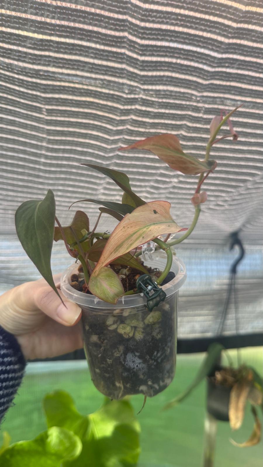 Philodendron Micans narrow form variegated