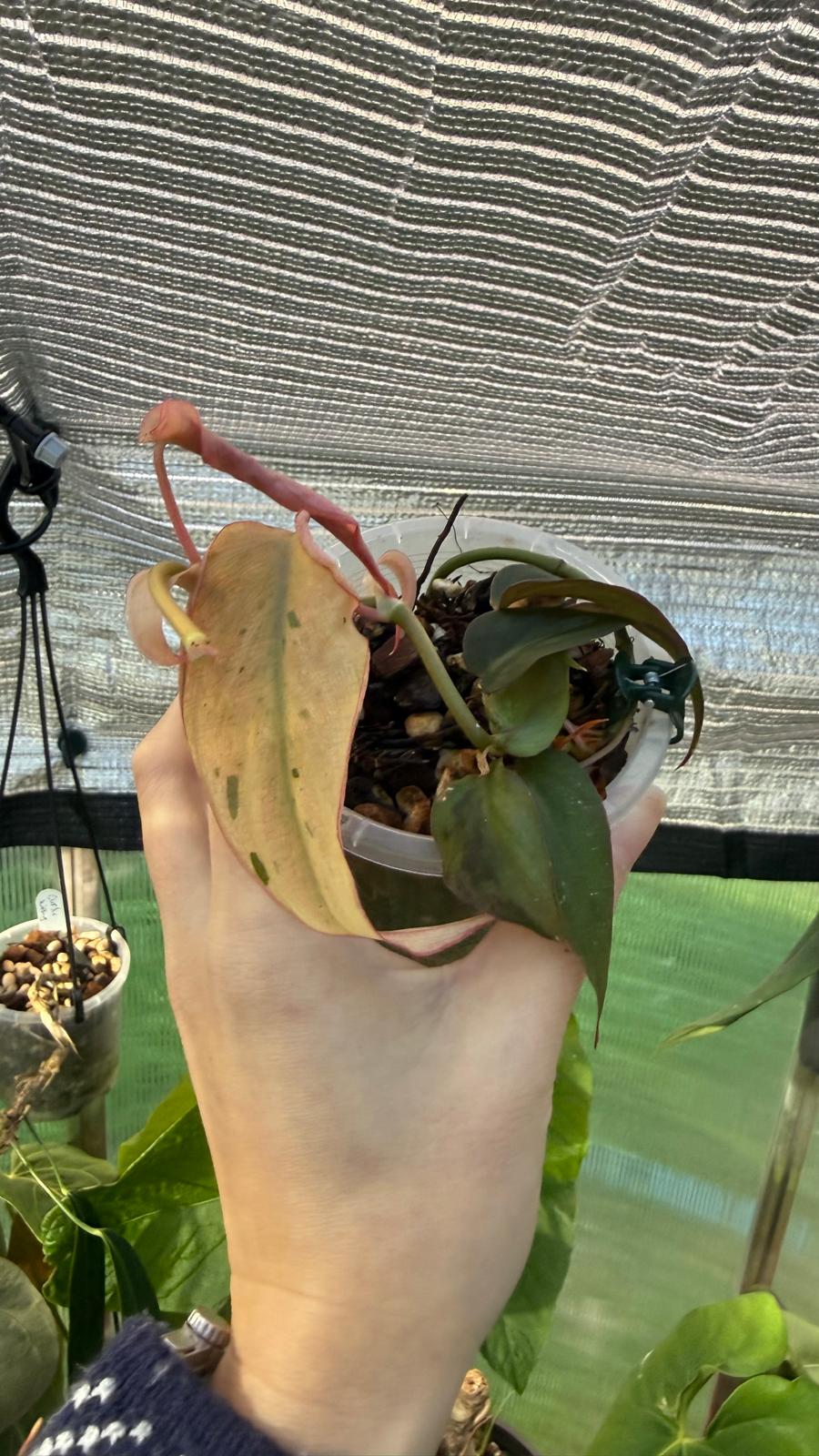 Philodendron Micans narrow form variegated