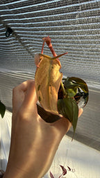 Philodendron Micans narrow form variegated