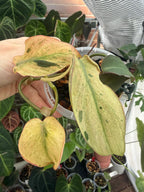 Philodendron Micans narrow form variegated
