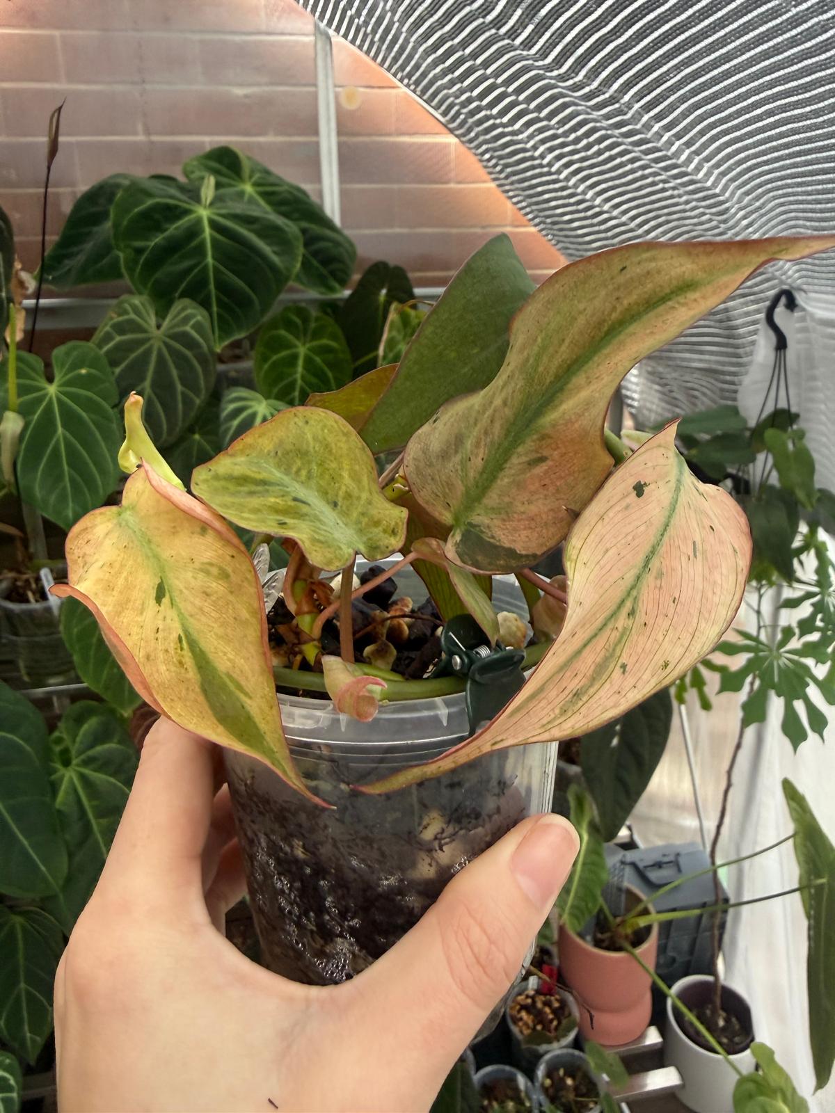 Philodendron Micans narrow form variegated