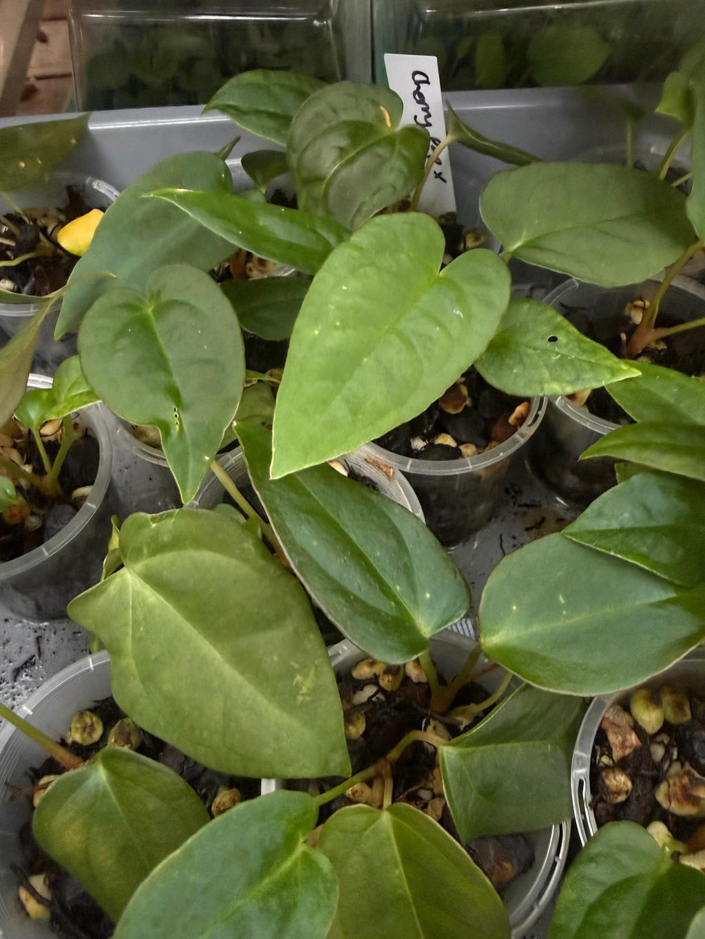 Anthurium Seedling 'Cherry potpie' - Grower's choice