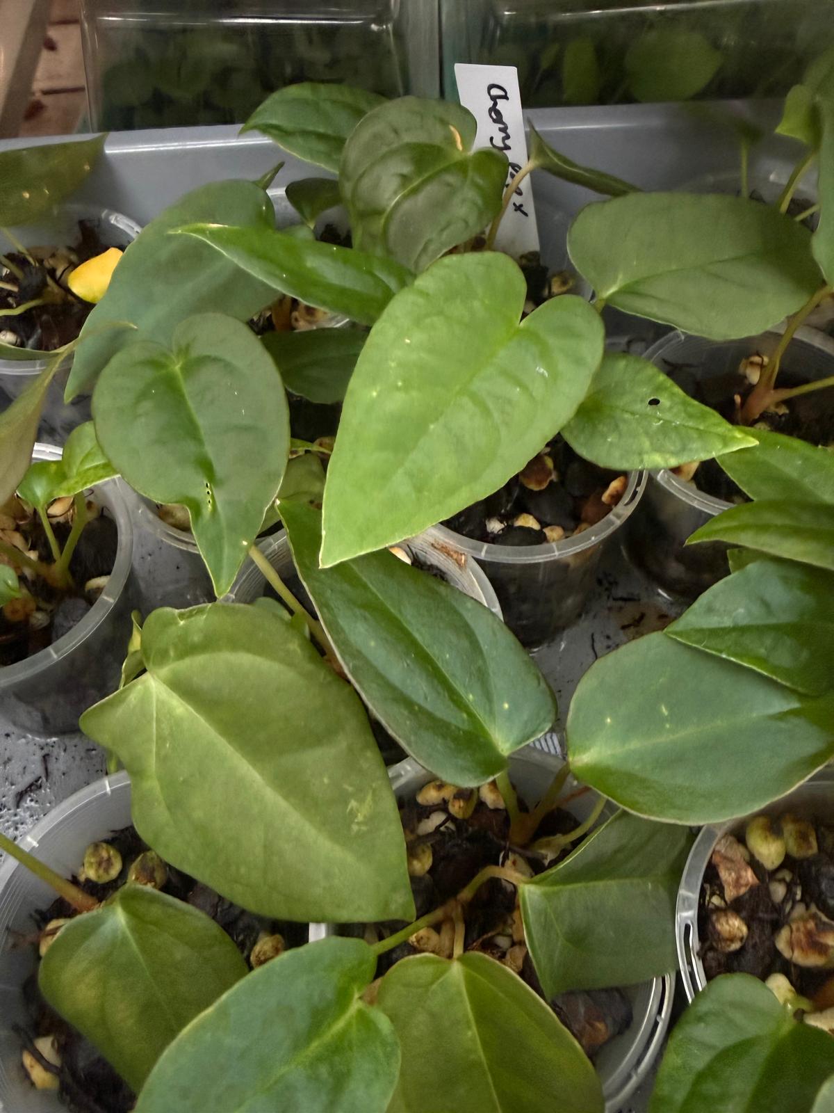 Anthurium Seedling 'Cherry potpie' - Grower's choice