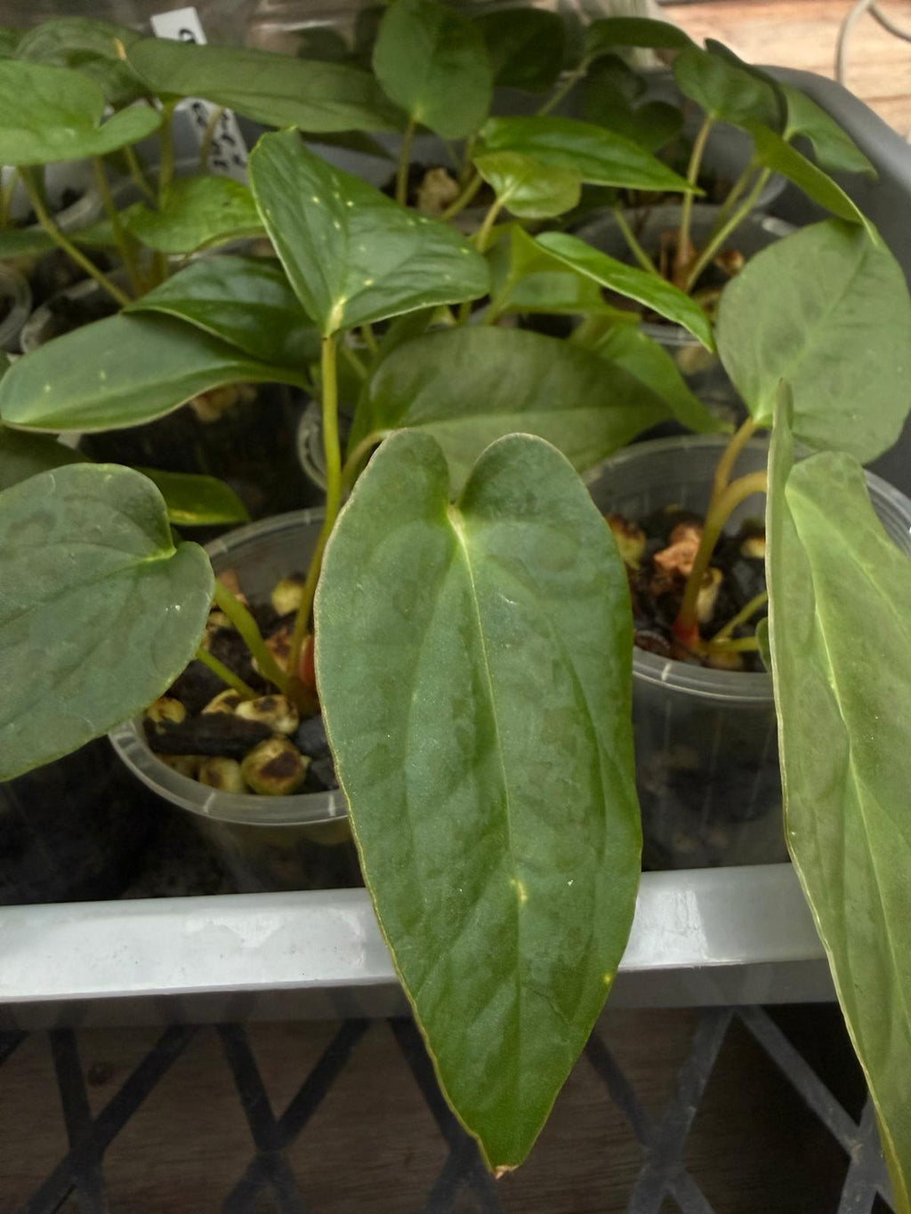 Anthurium Seedling 'Cherry potpie' - Grower's choice
